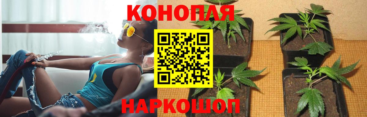 Шишки марихуана марихуана Звенигород
